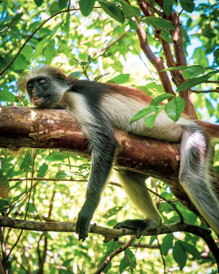 Jozani Forest Zanzibar